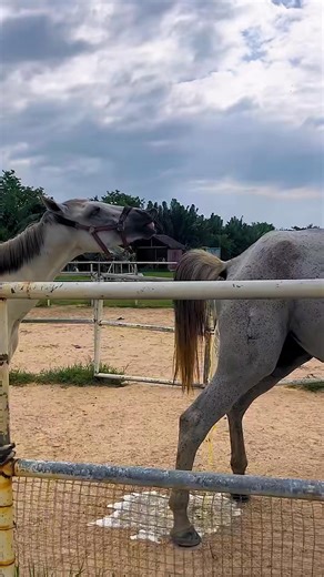 #donkeymischievous #donkeybeautiful #donkeyhappiness #donkeylove #donkeyjoy #donkeyadorable #donkeycute https://amzn.to/4liNc4F | Couple Show