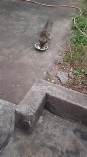 Acute cat watching surrounding dogs and eating curd