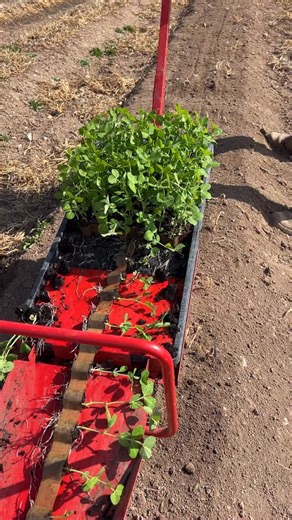 The Paperpot Transplanter quickly became one of the most important tools on our farm. 🌱 It allowed us to plant entire rows of vegetables in minutes instead of hours - no more long days bent over in the field. This simple tool made planting faster, easier, and more consistent, helping us stay efficient and organized through every season. With systems like this in place, we regularly hit $5,000 market days while keeping our farm manageable for two people. The Paperpot Transplanter helped us save 