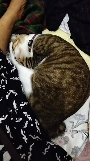 Pertanda kucing tidur disamping tuannya #pencintakucing #kucinglucuimut #kucingtidur #kucingviral #reelsfyp #jangkauanluas | Marito Pohan