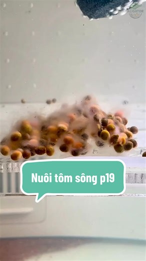 Nguyên nhân trứng tôm mọc mốc và cách khắc phục