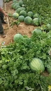 Watermelon 🍉🍉 harvesting fields walkthrough video | Zortrax Agriculture Corporation