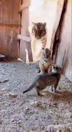 The Kitten Who Bullied a Tiger Cub… Until Tiger Mom Arrived and Everything Flipped — Awww Studio
