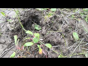 Fly to Alaska to “barcode” plants with scientist Ellen Jorgensen