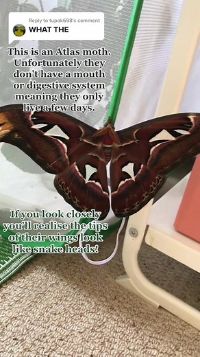 Close-Up of an Atlas Moth's Fluffy Face | Fascinating Nature
