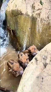 Lovely Piglet Sliding 🐗 👀 #pig #boar #hog #viral #animal #wildpig #wildboar #wildlife