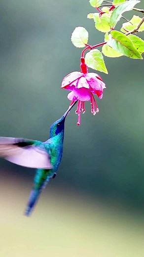 Fascinating Hummingbird Facts Revealed!