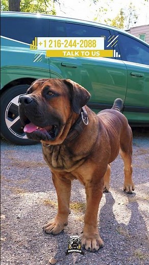 Exotic Boerboel Power and Charm #boerboels #protectiondogs #bigdogs