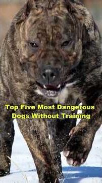 Top 5 Most Dangerous Dogs Without Proper Training 🐕#dogs #viralvideo #pitbull