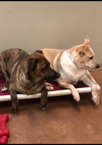 Best place to work petshotel💖 #petsmart #pethotel