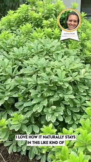 Pittosporum 'Mojo' - Plant Walk with ServeScape