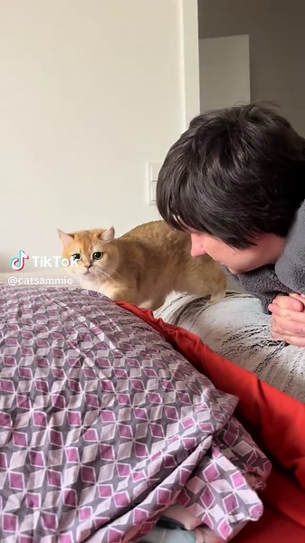 Understanding Your Cat's Purring Behavior