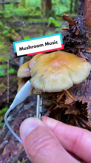 Seeker by The Verge on TikTok