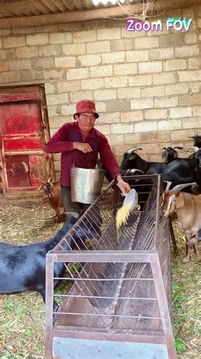 Farm HACK: Clean Feed Buckets Fast for Happy Sheep 🐑↓