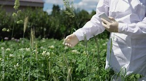 A female lab assistant in white gloves holds a green spike and checks the plant for disease a smut, close-up.