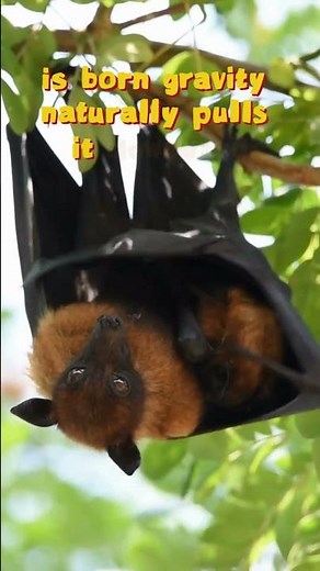 Female Bats Give Birth While Hanging Upside Down! 🦇😲