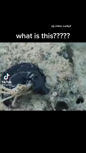 Identifying a Unique Ocean Creature: Flatworm or Sea Slug?