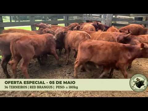 LOTE 22 - 36 Terneiros Inteiros Red Brangus (180kg) - Alvorada/RS - Conexão Querência