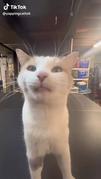 #fyp #yapping #cats #yap #kitty #funnycat #catsoftiktok #😿