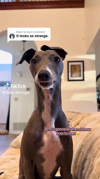 Replying to @asya is strange code for adorable 🥺