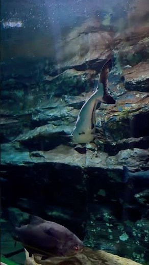 한국아저씨의 서울 여행(롯데월드 아쿠아리움) #aquarium #잠실아쿠아리움 #travel #가족여행 #여행