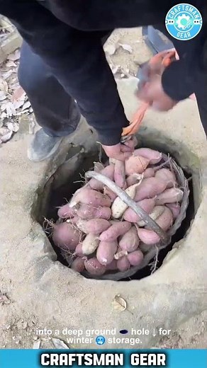 AMAZING Way To Store Sweet Potatoes Deep Underground For Long Winter 🧺🍠 MUST