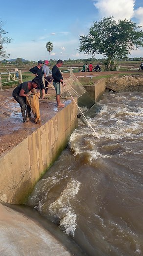 Wow! Amazing scoop net trap catch fish in village “Video22” #fishing