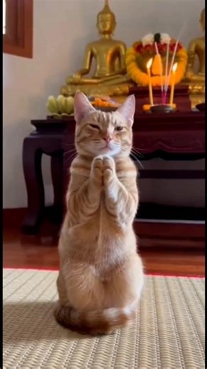 Cat Tum Bahut Cute Ho 😍 #funny #shorts #cat