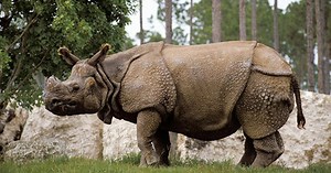 5 loài tê giác còn tồn tại trên thế giới