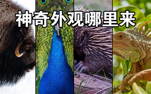 你不知道的毛发，它可能是最被我们忽视的重要结构【毛发】