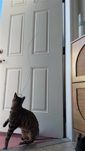 Cookie🍪 (@petstoreonline_cookie)’s videos with sonido original - Cookie🍪