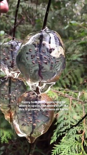 Frogs Look Like Aliens