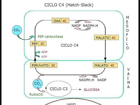 Biología - Ciclo C4 (Hatch-Slack)