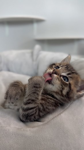 1.2K views · 1.2K reactions | Name a kitten with cleaner toe beans than Roman. We’ll wait. 識 Roman and his sister Ariel are looking for a home in Southern California. Spread the word and help find these clean beans a home. orphankittenclub.org/adopt | Orphan Kitten Club | Facebook