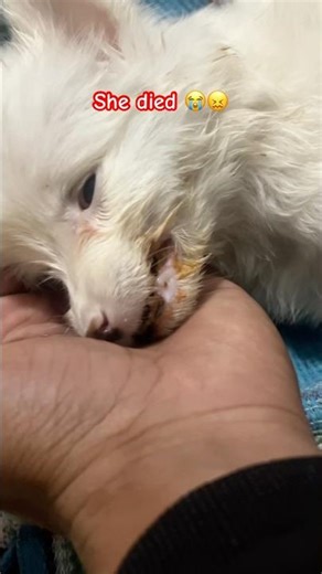 I miss her 😭 Daisy please come back 😔#doglove