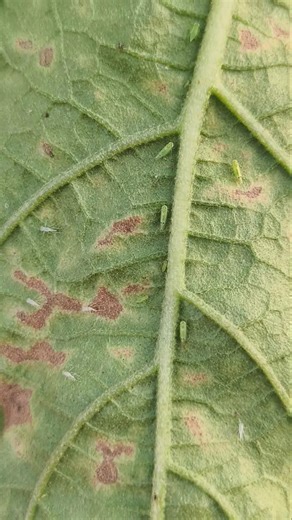 Leafhoppers damage on eggplant leaves #entomology #insects #pest #shorts