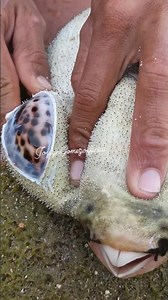 😱 Cutting This Strange Fish Revealed a Hidden Treasure!