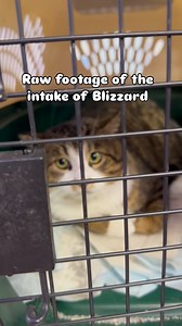 Raw footage of the intake into the Furball Farm Cat Sanctuary. Blizzard was a stray who is not socialized. Regular rescues would/could not take him, and there was no safe area to release him to. He is now fully vetted, and his last hurdle is to ensure he is truly a colony cat. He cannot show any signs of aggressiveness towards other cats. Welcome to your first home, Blizzard! We hope to socialize you so that one day you can have a forever family of your own #thisisrescue #trending #cat #rescue #