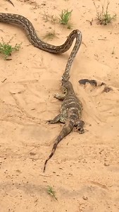 120 reactions | python vs lizard | African Safari Guide | Facebook