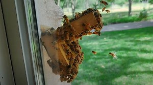 This Guy Built A Hive With Transparent Walls Inside His House So He Could Watch The Bees