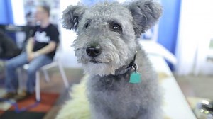 10K views · 72 reactions | This breed made its big debut at America's most prestigious dog show | CNBC | Facebook