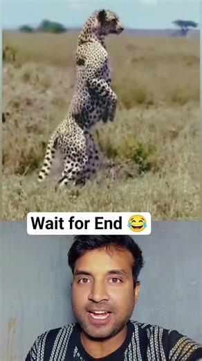 Cheetah Slaps Impala 🐆😂 | Funny Wildlife Moments | #shorts #funny