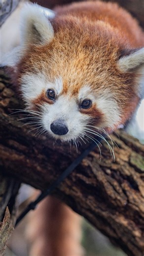 Ever wondered what it’s like to get a sniff from a red panda? Now you know ✨ #ForTheWild #Taronga #Sydney #RedPanda #RedPandaDay #Sniff #Boop | Taronga Zoo Sydney