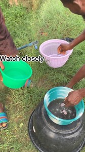 1.1M views · 17K reactions | How to fertilize your catfish eggs during hatching step 1. | Fish king | Facebook