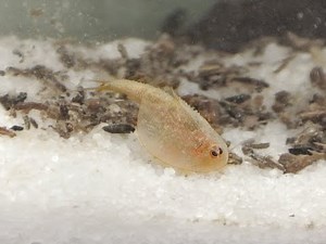 Triops - Smithsonian Prehistoric Sea Monsters