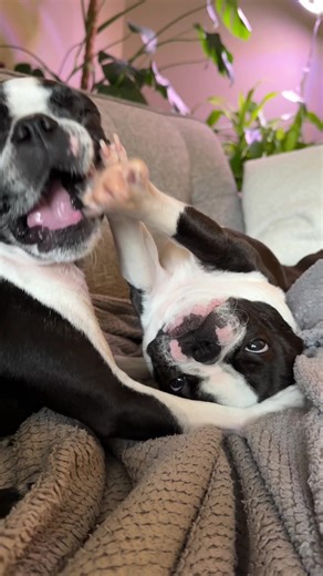 poor olive 😂