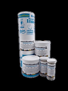 Phytoseiulus persimilis | Controls Two-Spotted Spider Mites