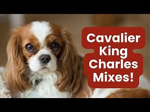 Top 17 Irresistible Cavalier King Charles Mixes!
