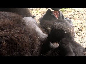 BreastFeeding Baby Gorilla FYV
