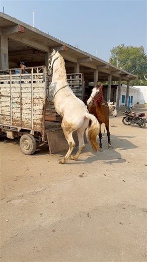 All Time Amazing Fact on Reels